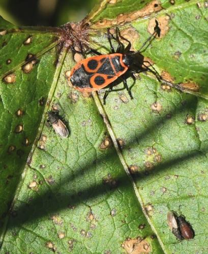 Oxycarenus hyalinipennis